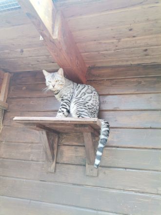 Silver Rosetted bengal Kater - zur zucht geeignet