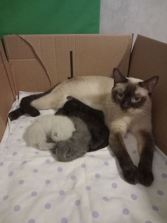 BKH Kitten Reinrassig Blau grau (Blue), Blue point, Chocolate