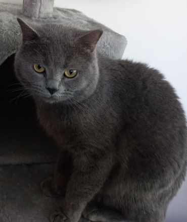 BKH Kitten Reinrassig Blau grau (Blue), Blue point, Chocolate