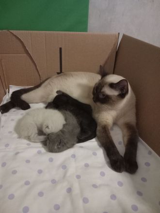 BKH Kitten Reinrassig Blau grau (Blue), Blue point, Chocolate