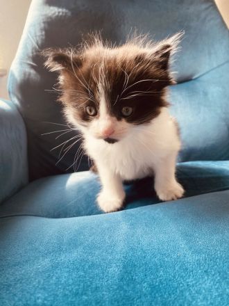 Kitten Norweger Mix