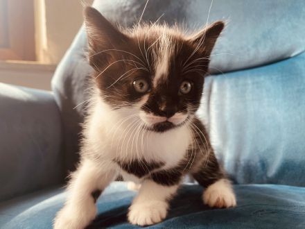 Kitten Norweger Mix