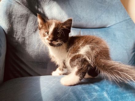 Kitten Norweger Mix