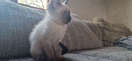 Siamkitten