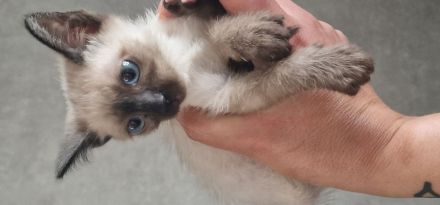 Siamkitten