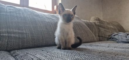 Siamkitten