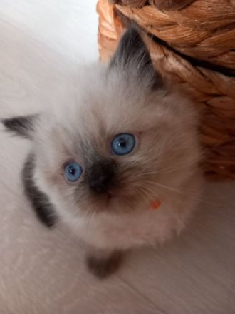 Ragdoll-Kitten