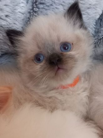 Ragdoll-Kitten