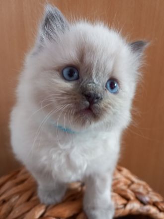 Ragdoll-Kitten