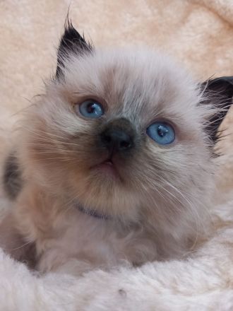 Ragdoll-Kitten