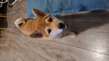 Shiba Inu 6 Monate Weiblich