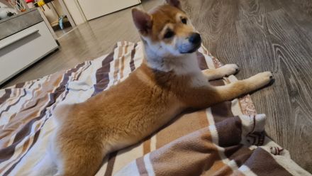 Shiba Inu 6 Monate Weiblich