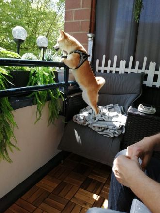 Shiba Inu 6 Monate Weiblich