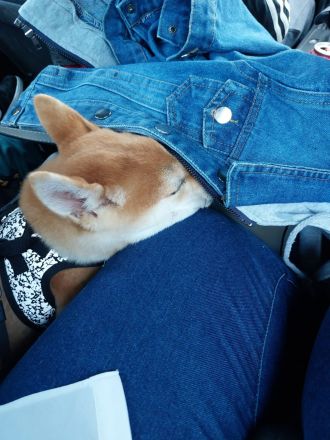 Shiba Inu 6 Monate Weiblich