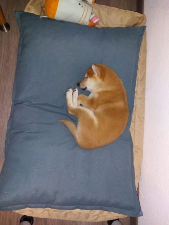 Shiba Inu 6 Monate Weiblich
