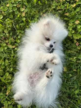 Zwergspitz Welpe Rüde