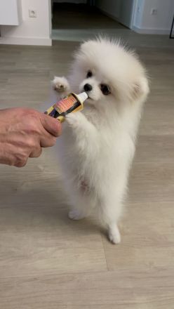 Zwergspitz Welpe Rüde