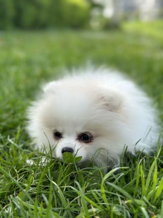 Zwergspitz Welpe Rüde