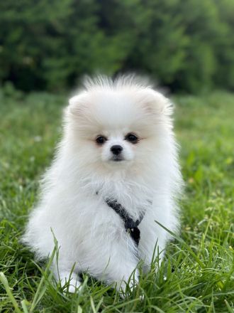 Zwergspitz Welpe Rüde