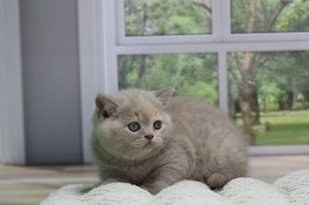 BKH Kitten mit Stammbaum direkt vom Züchter