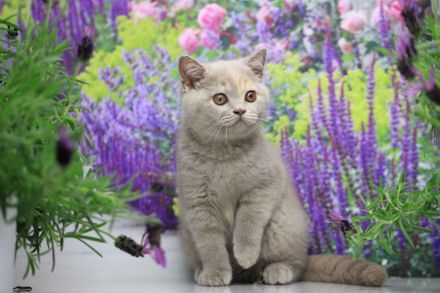 BKH Kitten mit Stammbaum direkt vom Züchter