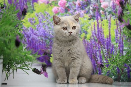 BKH Kitten mit Stammbaum direkt vom Züchter