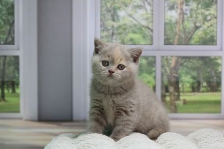 BKH Kitten mit Stammbaum direkt vom Züchter