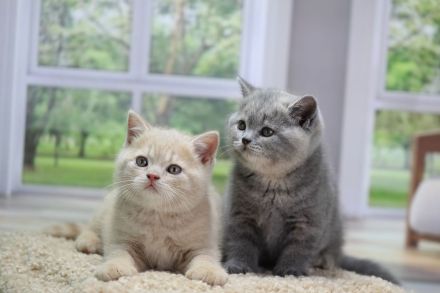 BKH Kitten mit Stammbaum direkt vom Züchter