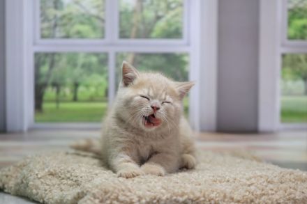 BKH Kitten mit Stammbaum direkt vom Züchter