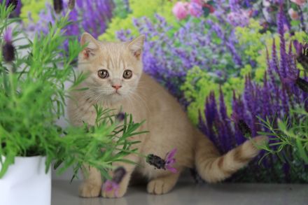 BKH Kitten mit Stammbaum direkt vom Züchter