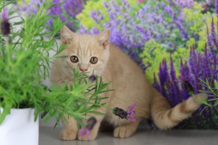 BKH Kitten mit Stammbaum direkt vom Züchter