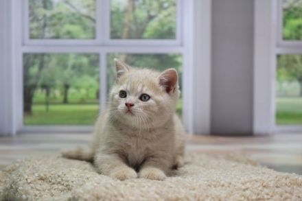 BKH Kitten mit Stammbaum direkt vom Züchter