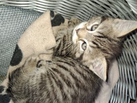 4 Ekh / Maine coon Kater suchen ein schönes Zuhause