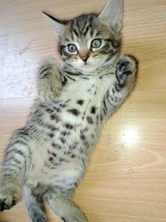 4 Ekh / Maine coon Kater suchen ein schönes Zuhause