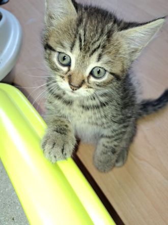 4 Ekh / Maine coon Kater suchen ein schönes Zuhause