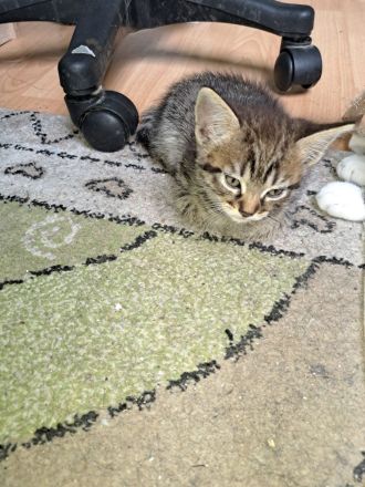 4 Ekh / Maine coon Kater suchen ein schönes Zuhause