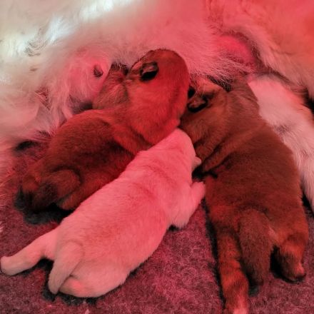 Wunderschöne Chow-Chow-Babys