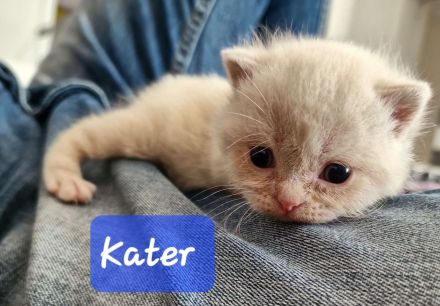 BKH Kitten