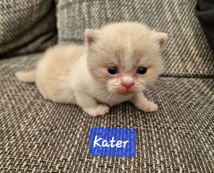 BKH Kitten