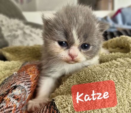 BKH Kitten