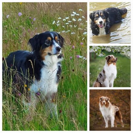 Australian Shepherd Welpen mit ASCA-Papieren