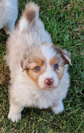 Australian Shepherd Welpen mit ASCA-Papieren