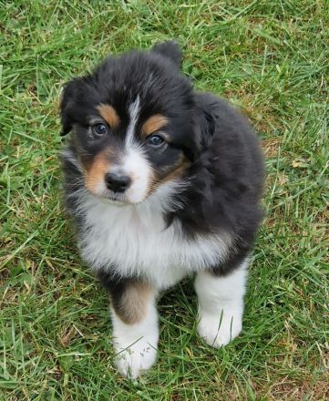 Australian Shepherd Welpen mit ASCA-Papieren