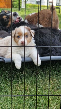 Australian Shepherd Welpen mit ASCA-Papieren