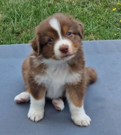 Australian Shepherd Welpen mit ASCA-Papieren
