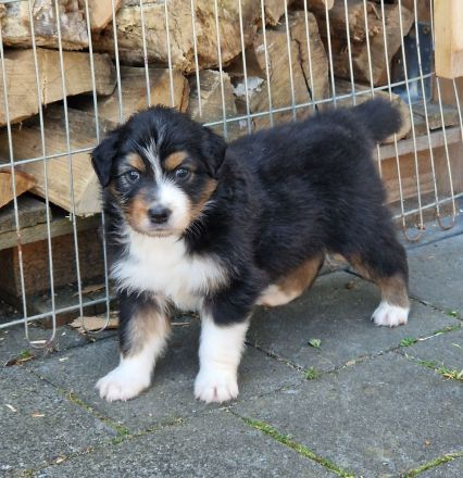 Australian Shepherd Welpen mit ASCA-Papieren