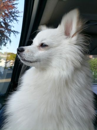 Pomeranian 8 Monate Rüde