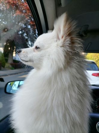 Pomeranian 8 Monate Rüde