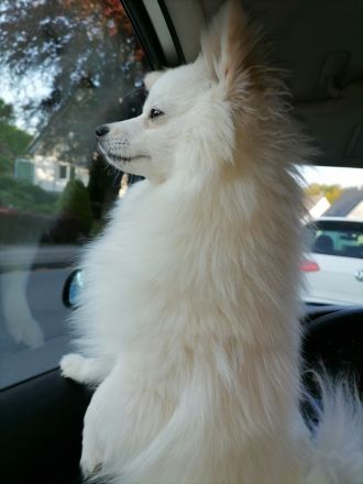 Pomeranian 8 Monate Rüde