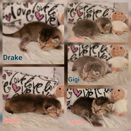 BKH Kitten Reinrassig